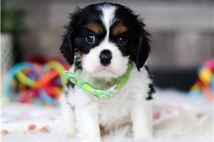 Joe - Cavalier King Charles Spaniel for sale