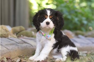 Colton - Cavalier King Charles Spaniel for sale