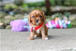 Kristoff - puppy for sale