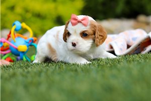 Mary - puppy for sale