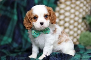 Kratos - Cavalier King Charles Spaniel for sale