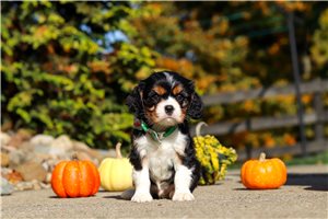 Sirius - Cavalier King Charles Spaniel for sale