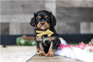 Alex - Cavalier King Charles Spaniel for sale