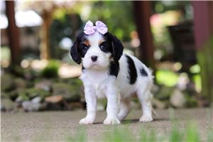 Hazel - puppy for sale