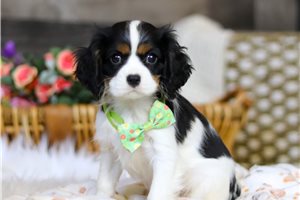 Athens - puppy for sale