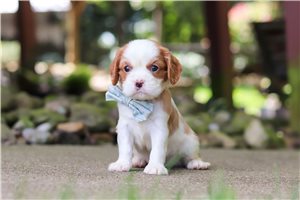 Isaac - Cavalier King Charles Spaniel for sale