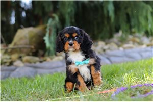 Ivan - Cavalier King Charles Spaniel for sale