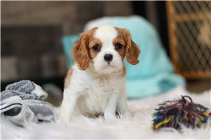 Asher - Cavalier King Charles Spaniel for sale