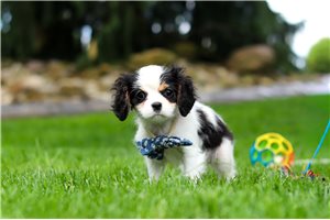 Cedric - Cavalier King Charles Spaniel for sale