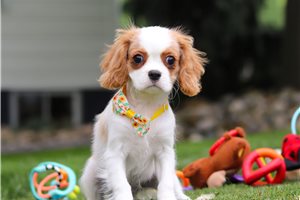 Jericho - Cavalier King Charles Spaniel for sale