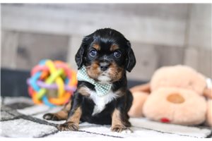 Ronan - puppy for sale