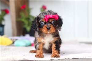 Selena - Cavalier King Charles Spaniel for sale