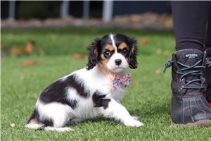 Iris - Cavalier King Charles Spaniel for sale