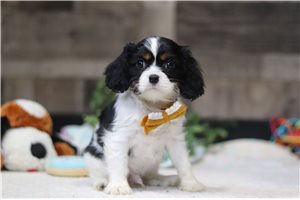 Porter - Cavalier King Charles Spaniel for sale