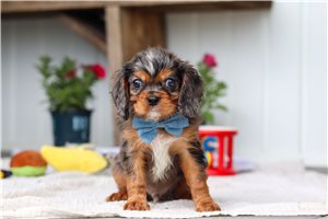 Saint - puppy for sale