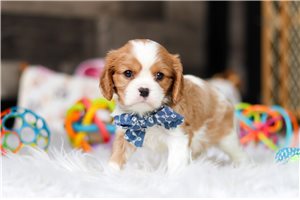 Benjamin - Cavalier King Charles Spaniel for sale