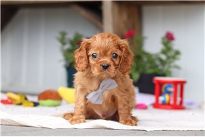 Sullivan - puppy for sale