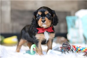 Avery - Cavalier King Charles Spaniel for sale