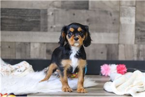 Avery - Cavalier King Charles Spaniel for sale