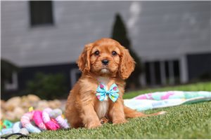 Killian - Cavalier King Charles Spaniel for sale