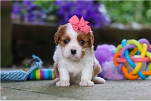 Candace - Cavalier King Charles Spaniel for sale
