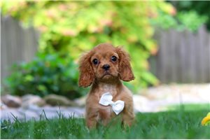 Sullivan - Cavalier King Charles Spaniel for sale