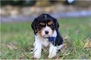Ivan - Cavalier King Charles Spaniel for sale
