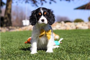 Ridley - Cavalier King Charles Spaniel for sale