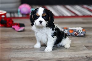 Rowan - Cavalier King Charles Spaniel for sale