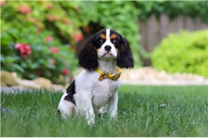 Miles - Cavalier King Charles Spaniel for sale