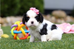 Margaret - puppy for sale