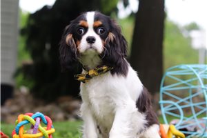 Rigby - Cavalier King Charles Spaniel for sale