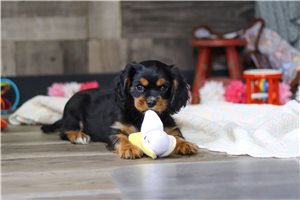 Alex - Cavalier King Charles Spaniel for sale