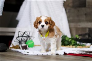 David - Cavalier King Charles Spaniel for sale