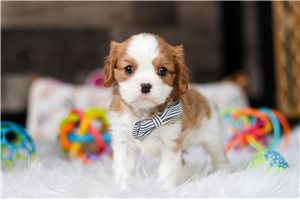Bennett - Cavalier King Charles Spaniel for sale