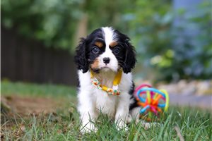 Micah - Cavalier King Charles Spaniel for sale