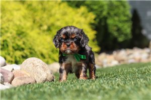 Ives - puppy for sale