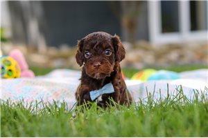 Jinx - Cavalier King Charles Spaniel for sale