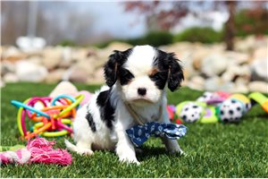 Cedric - puppy for sale