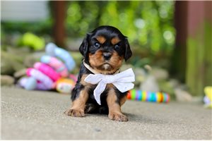 Kalen - puppy for sale