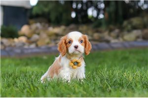 Isaac - Cavalier King Charles Spaniel for sale