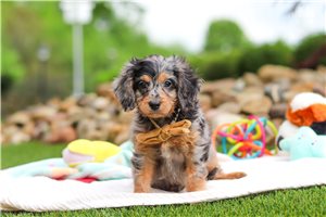 Stetson - Cavapoo for sale