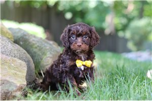 Jinx - Cavapoo for sale