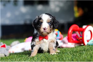 Simon - puppy for sale