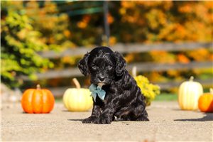 Humphrey - Cavapoo for sale