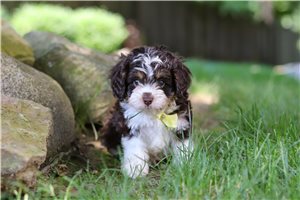 Miles - Cavapoo for sale