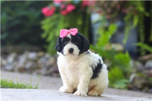Breslin - puppy for sale