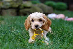 Brianna - Cavapoo for sale