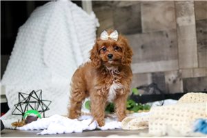 Khloe - Cavapoo for sale