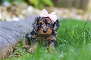 Dolly - puppy for sale